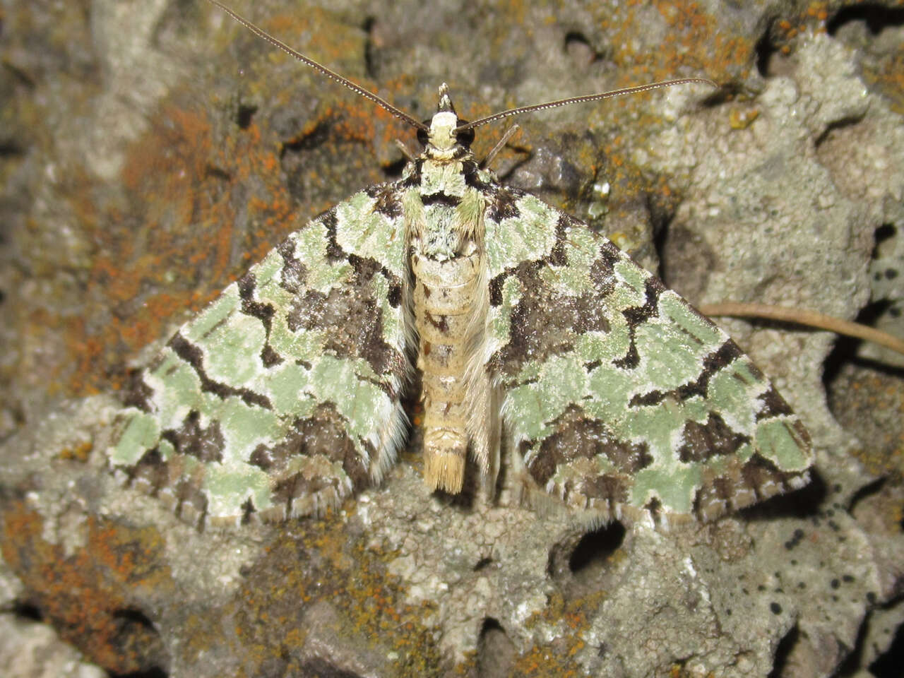 Image of Hydriomena magnificata Taylor 1906