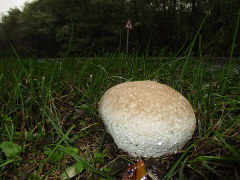 Image de Mycenastrum corium (Guers.) Desv. 1842