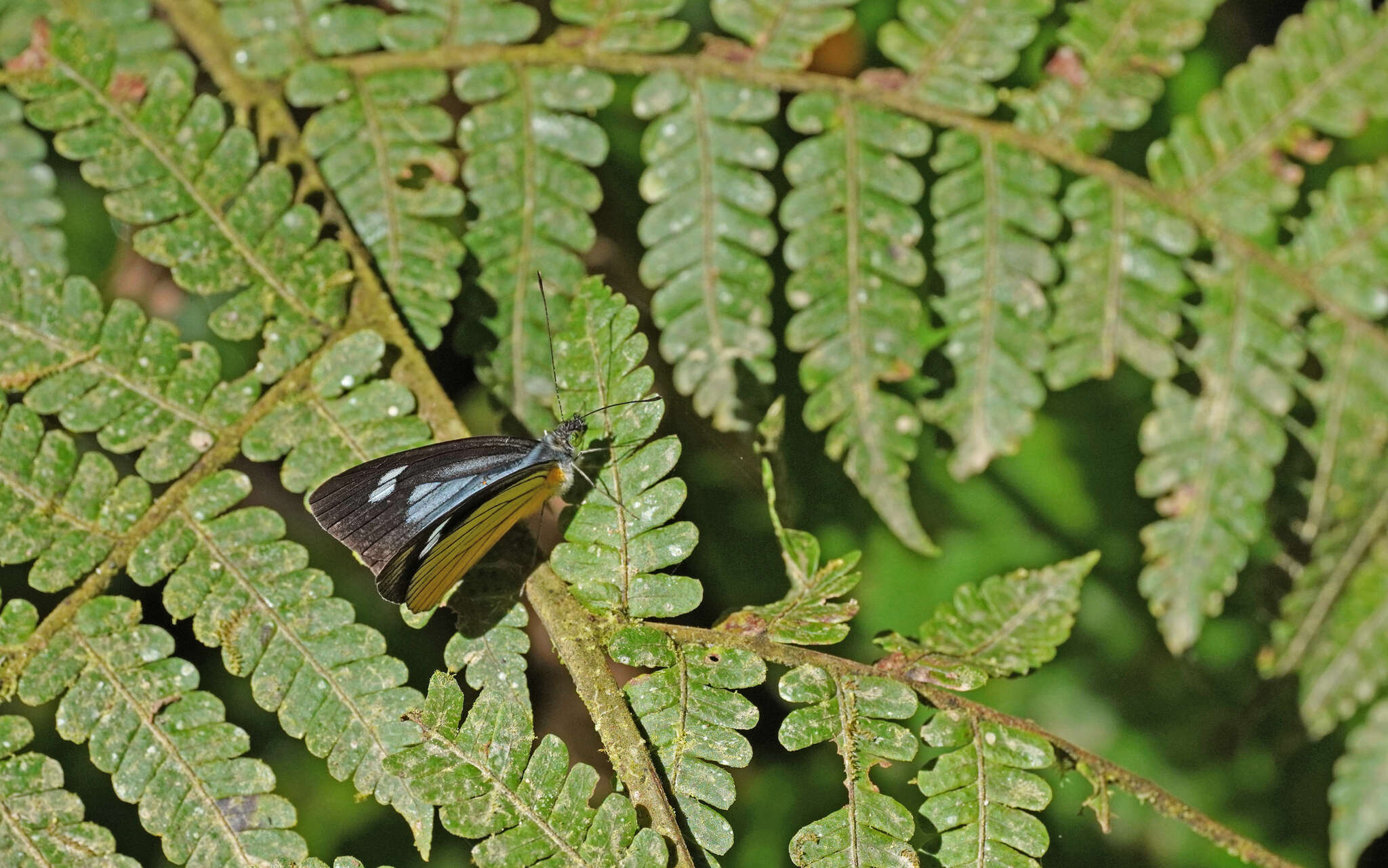 Image of Leptophobia caesia (Lucas 1852)