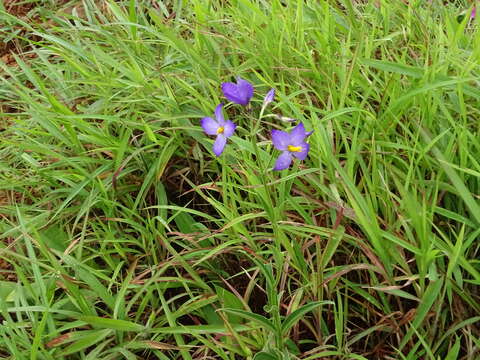 Image of Exacum tetragonum Roxb.