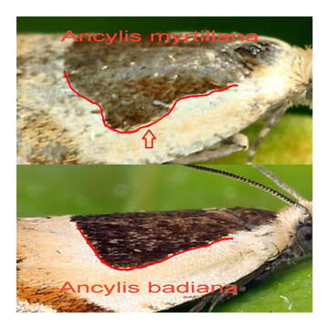 Image of Ancylis myrtillana Treitschke 1830