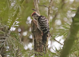 Image of Fulvous-breasted Woodpecker