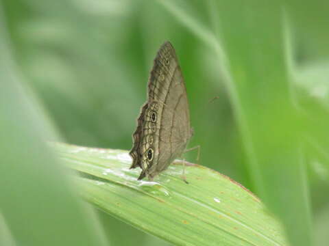 Image of Cissia themis