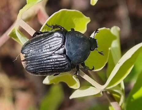 صورة Diplognatha (Apocnosis) striata Janson 1877