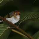 Image of Phylloscopus grammiceps grammiceps (Strickland 1849)