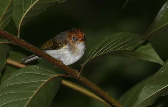 Image of Phylloscopus grammiceps grammiceps (Strickland 1849)