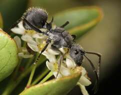 Image of Polyrhachis schistacea (Gerstaecker 1859)