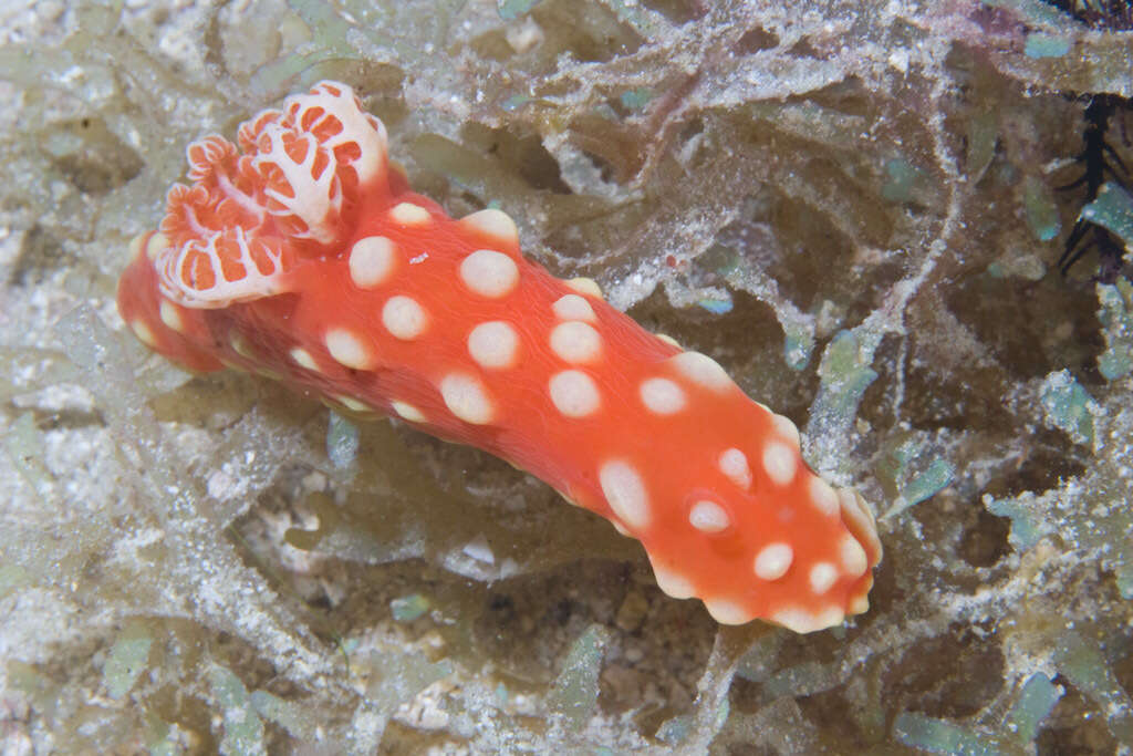 Image of Yellow spot fat red slug