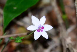 Image of Freesia laxa subsp. azurea (Goldblatt & Hutchings) Goldblatt & J. C. Manning