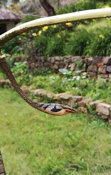 Image of Usambara vine snake