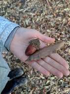 Image of Chestnut-leaved Oak