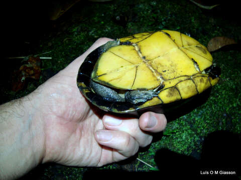 Image of White-lipped mud turtle