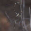 Image of Lithosticta macra Watson 1991