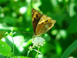 Image of <i>Junonia zonalis</i>