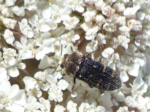 Image of Acmaeoderella flavofasciata flavofasciata