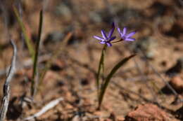 Imagem de Geissorhiza subrigida L. Bolus