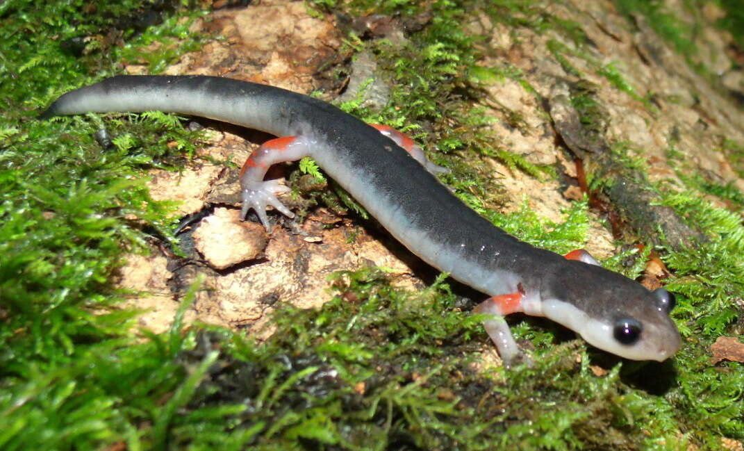 Image of Red-legged Salamander