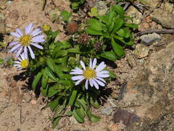 Heteropappus ciliosus (Turcz.) Y. Ling resmi