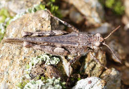 Acrotylus insubricus (Scopoli 1786)的圖片