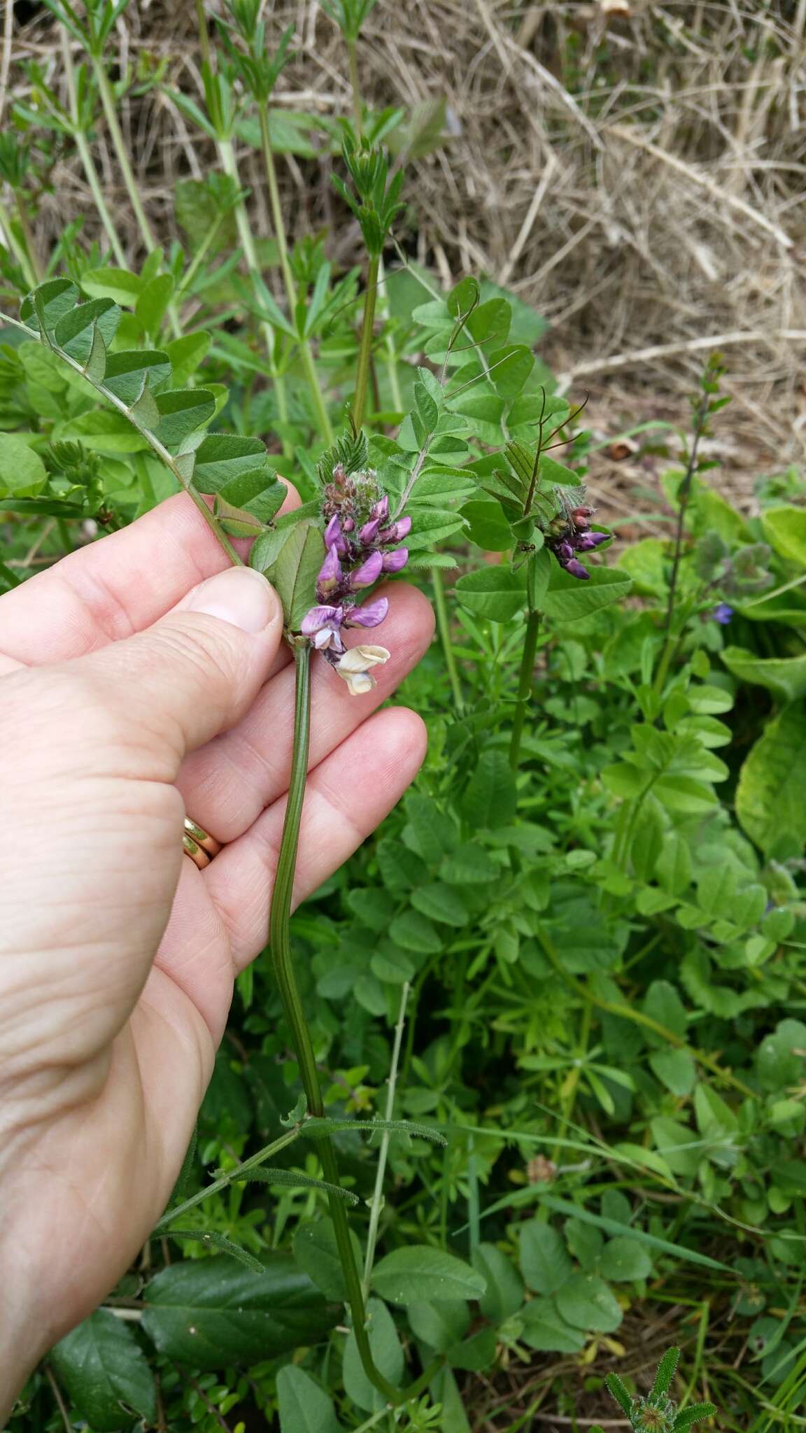 Plancia ëd Vicia sepium L.