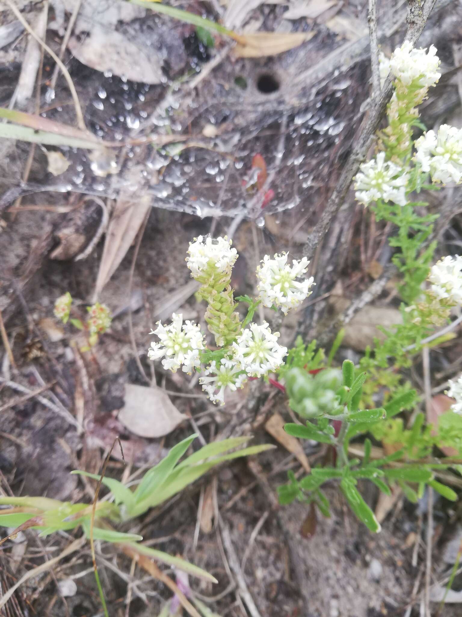 Image of Fringe Falseslugwort