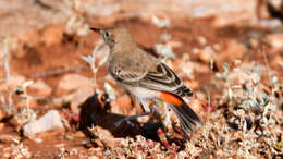 Image of Crimson Chat