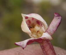 Image of Disa linderiana Bytebier & E. G. H. Oliv.