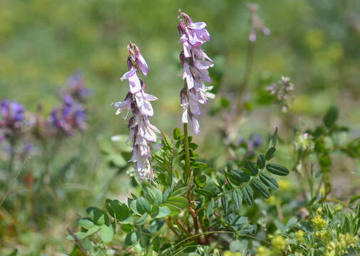 Image of Hedysarum caucasicum M. Bieb.