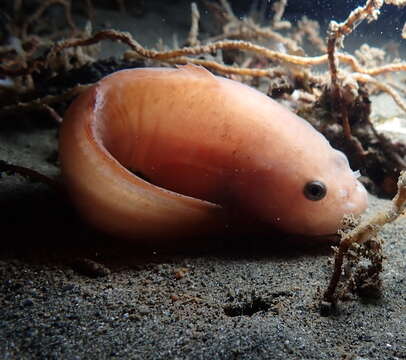 Image of Slimy snailfish