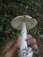 Image of Fool's Mushroom