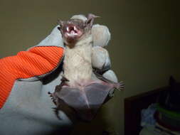 Image of White-bellied House Bat