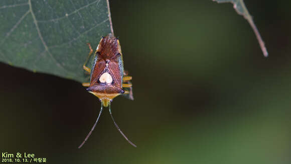 Image of Sastragala esakii Hasegawa 1959