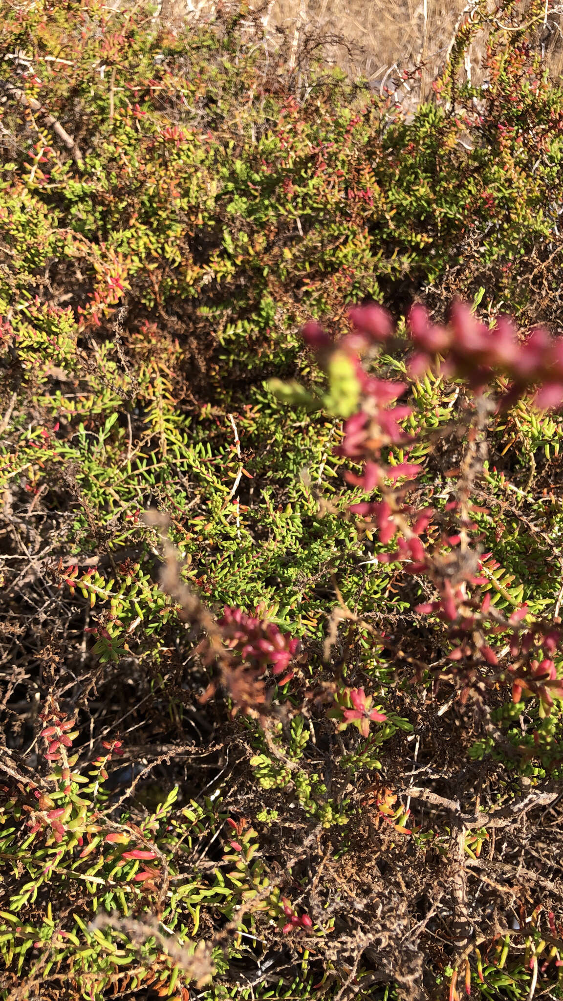 Image of alkali seepweed