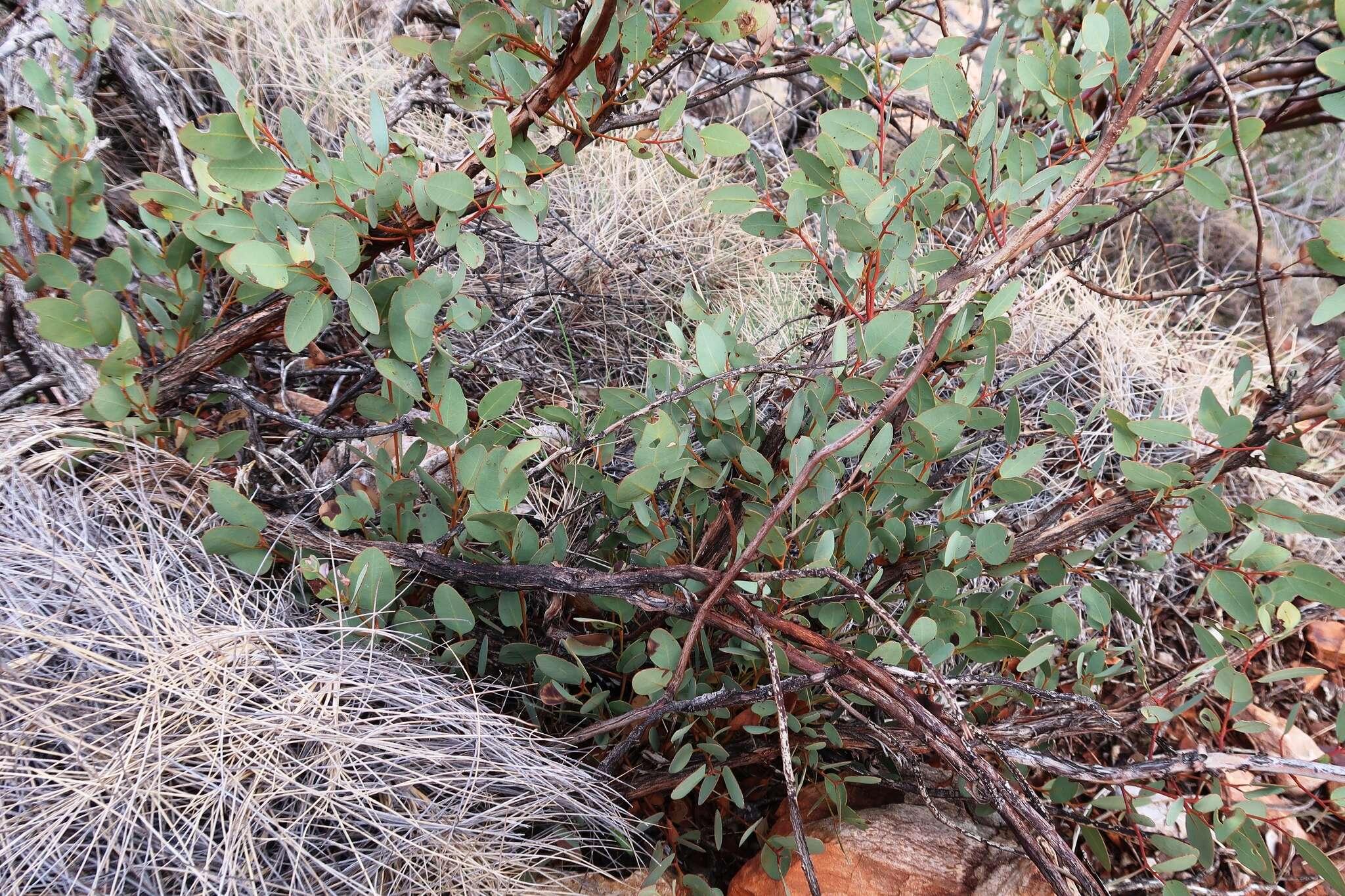 صورة Eucalyptus trivalva Blakely