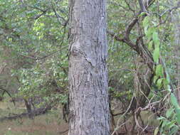 Image of shagbark hickory