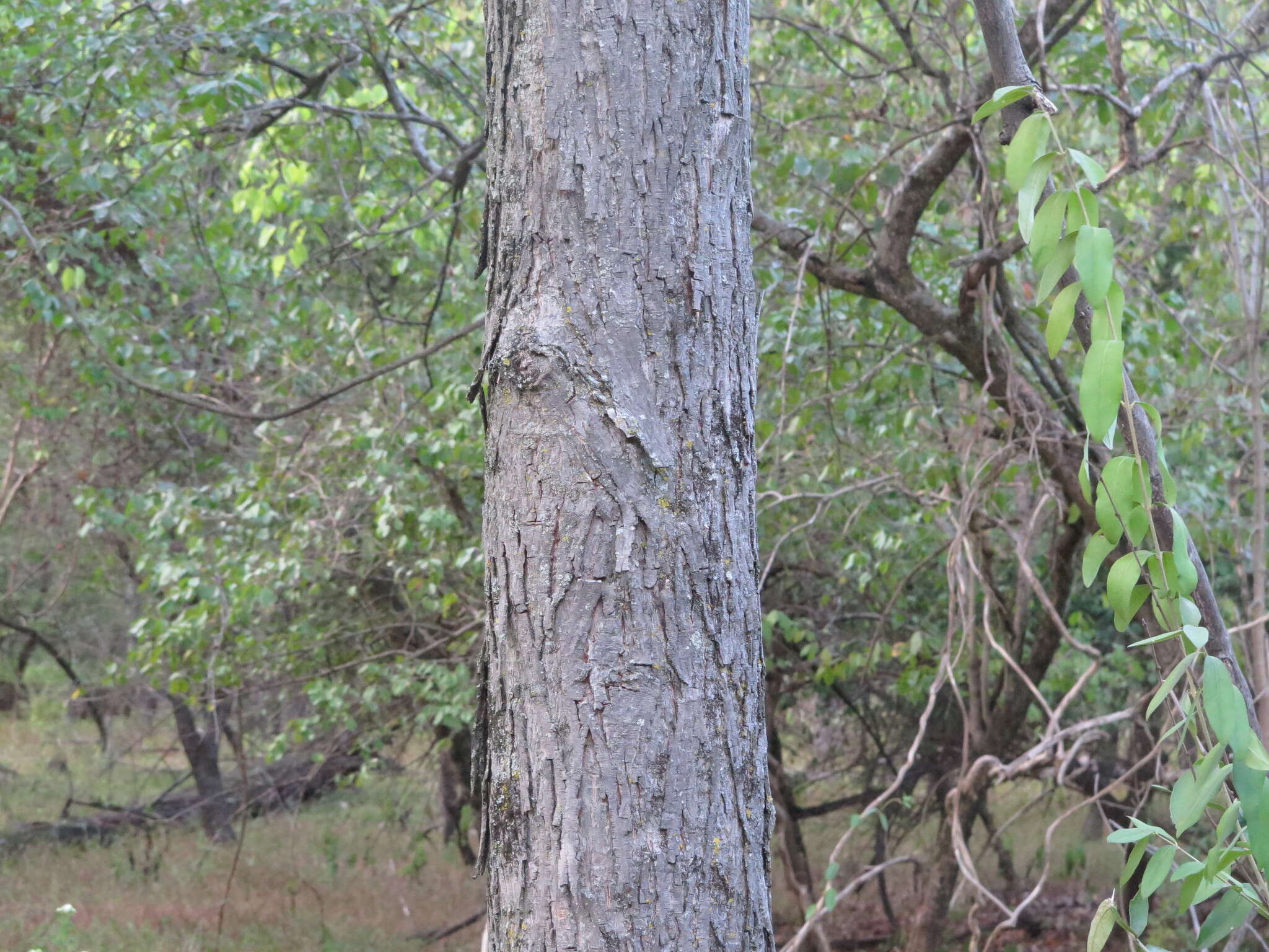 Image of shagbark hickory