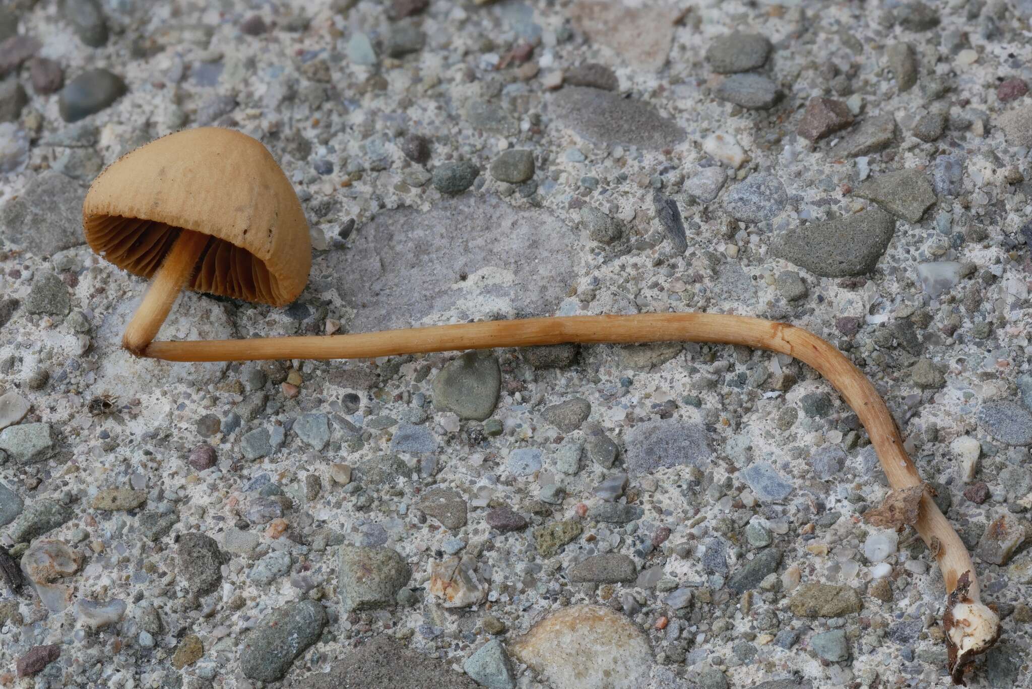 Image of Conocybe semiglobata Kühner & Watling 1980