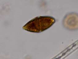 Image of Gymnodinium fuscum