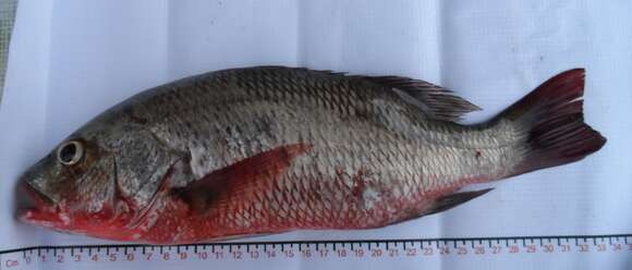 Image of Colorado snapper