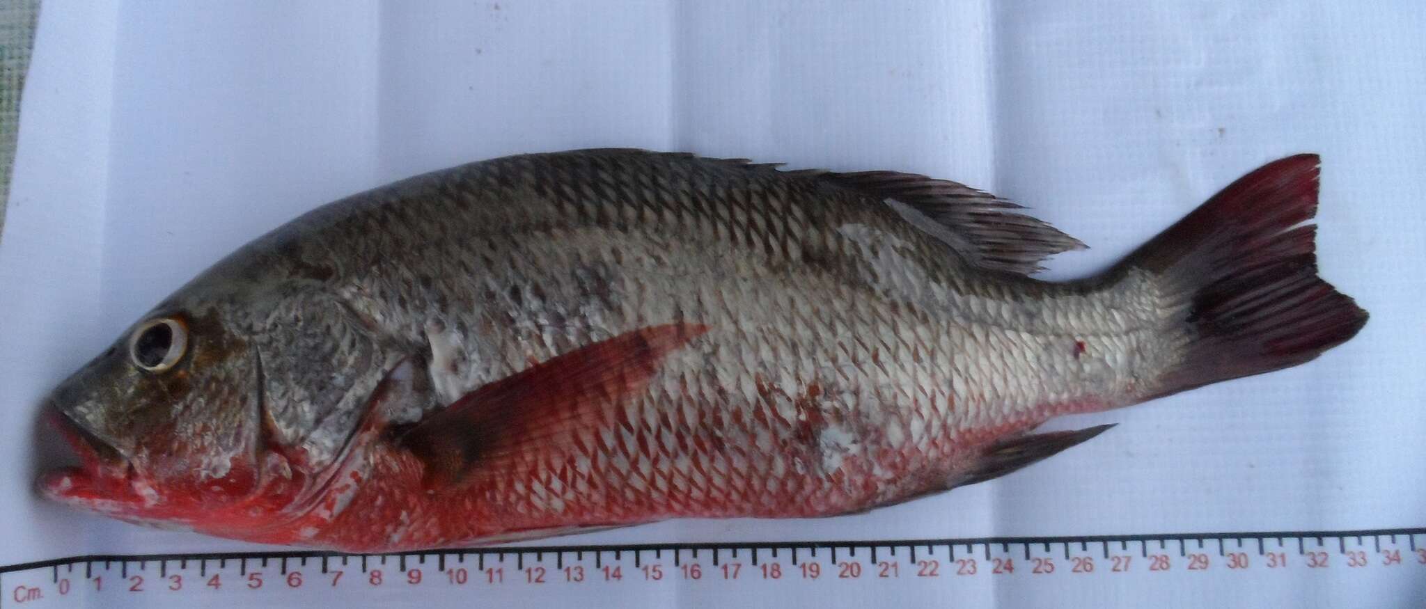 Image of Colorado snapper