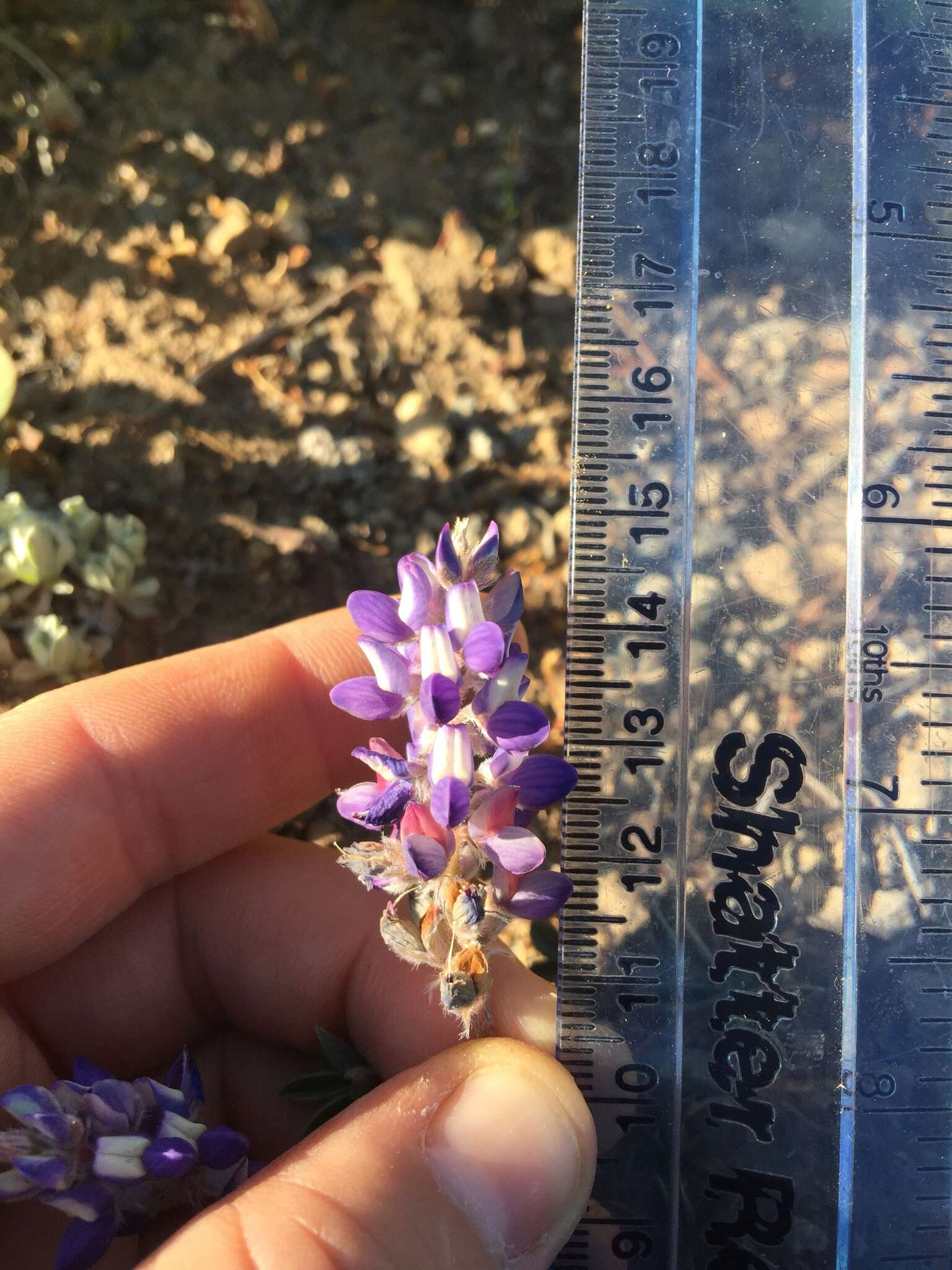 Image of Pacific lupine