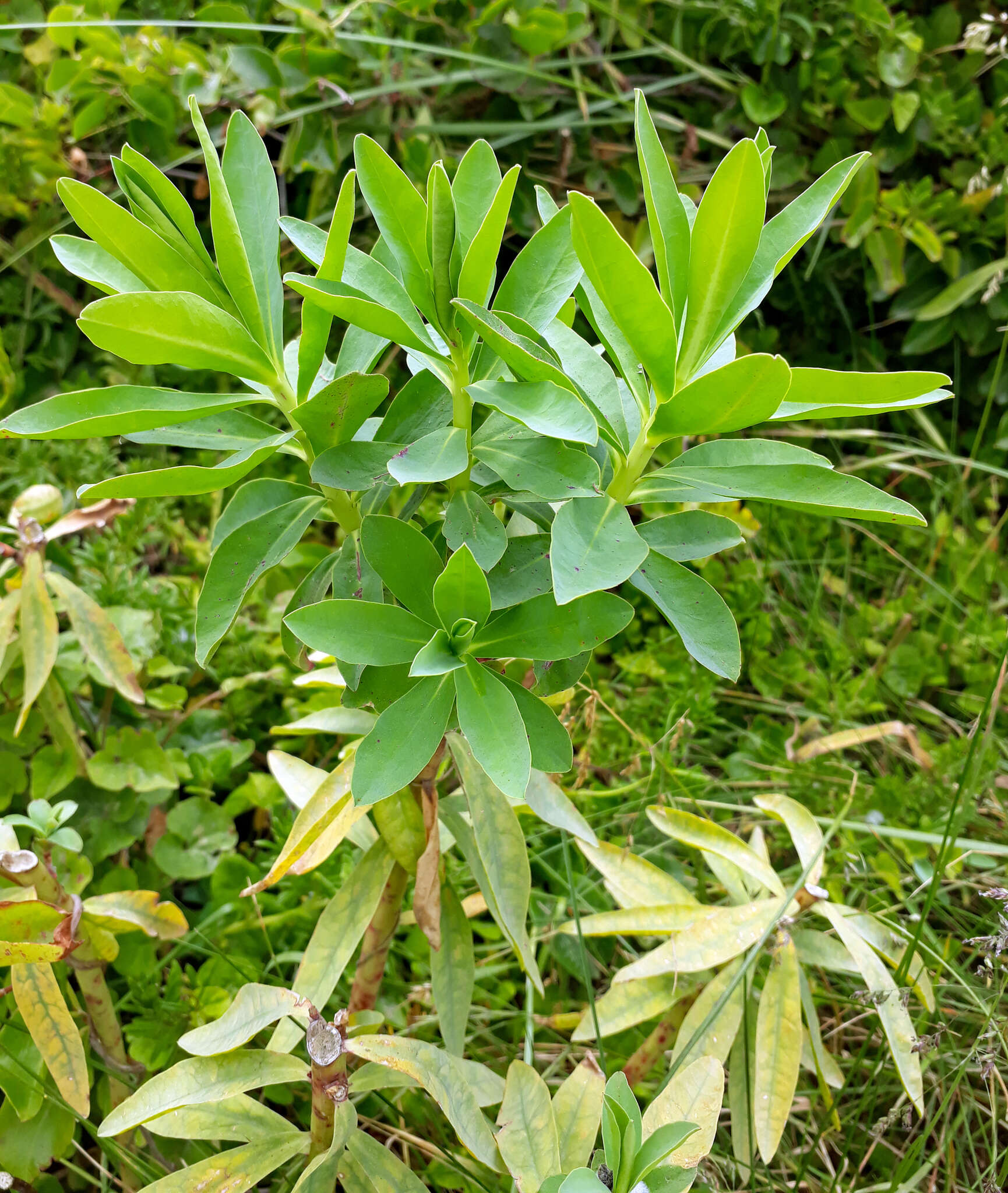 Image of Waiuatua