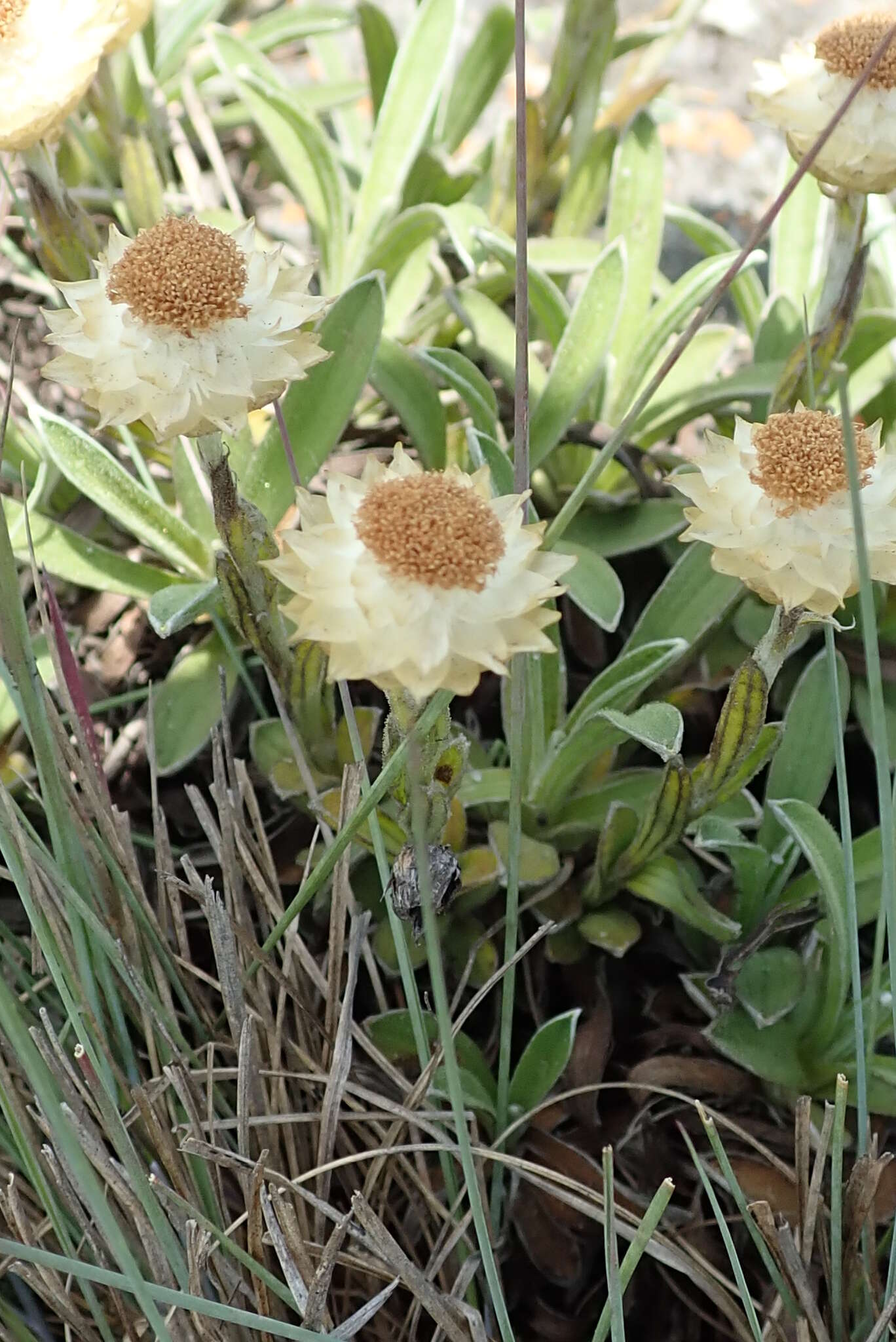 Image of Dwarf Everlasting