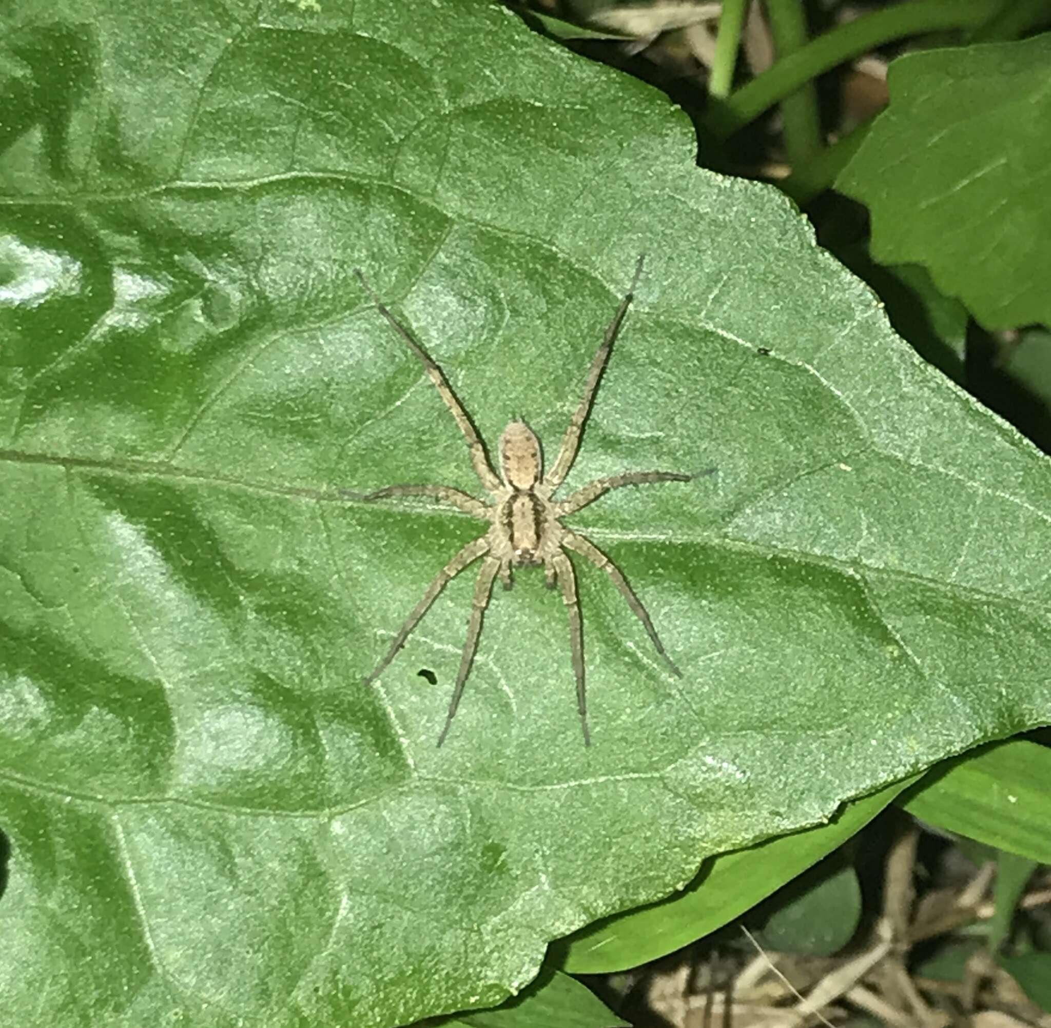 صورة Pardosa pusiola (Thorell 1891)