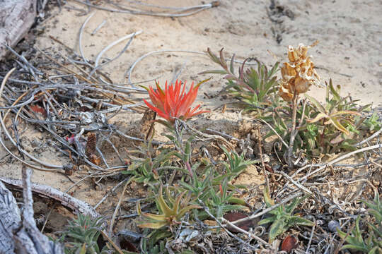 Image de Castilleja scabrida Eastw.