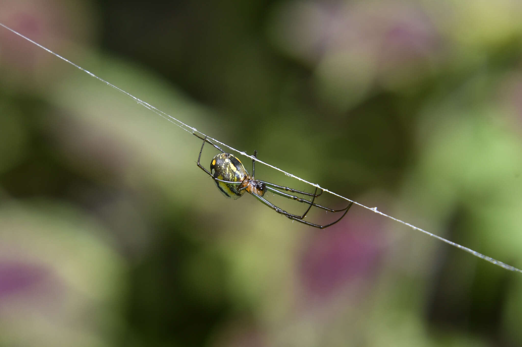 Image of Leucauge regnyi (Simon 1898)