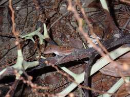 Image of Cordillera Oriental Stout Anole