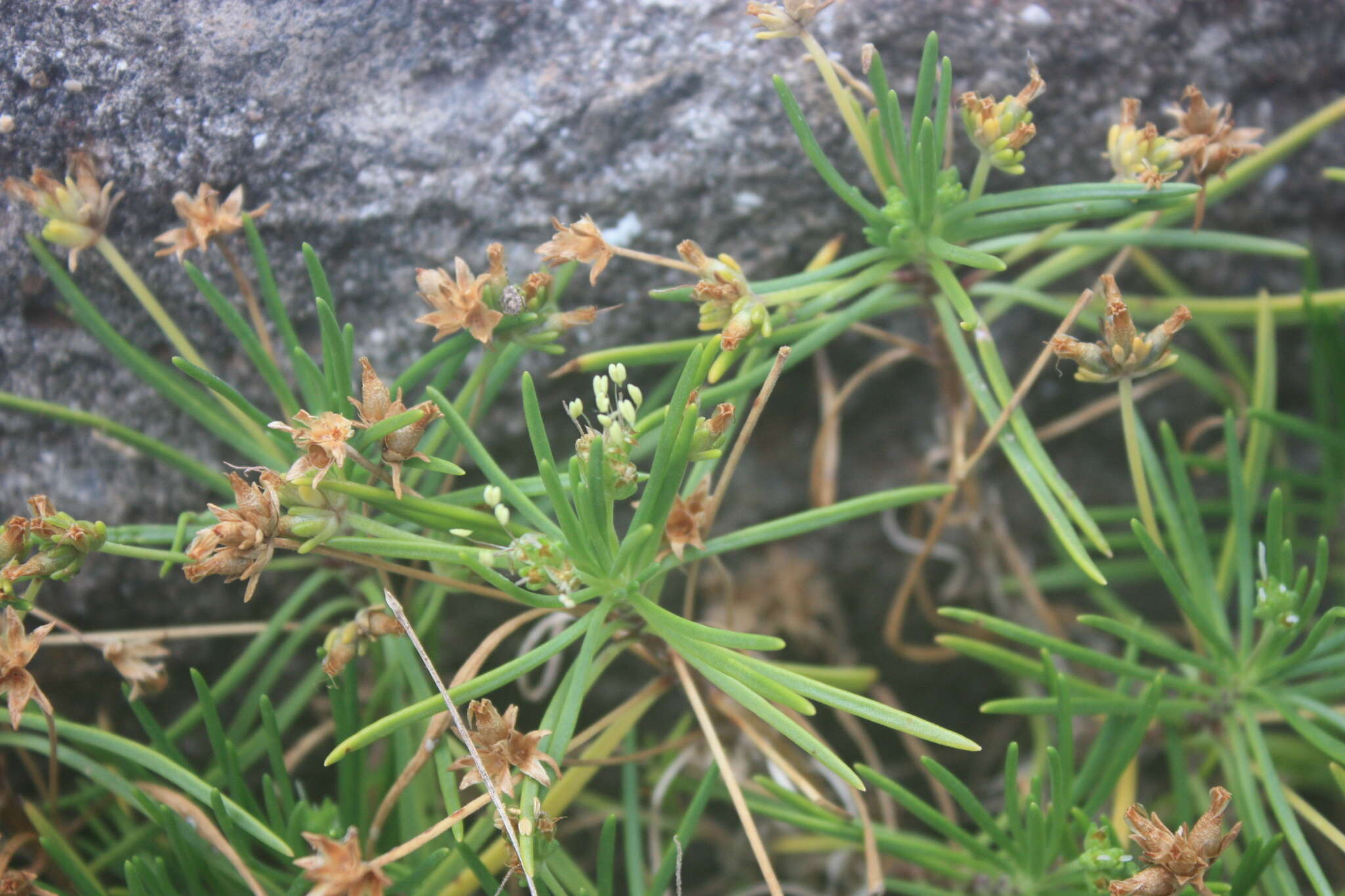 Plantago arborescens subsp. maderensis (Decne.) A. Hansen & Kunk. resmi