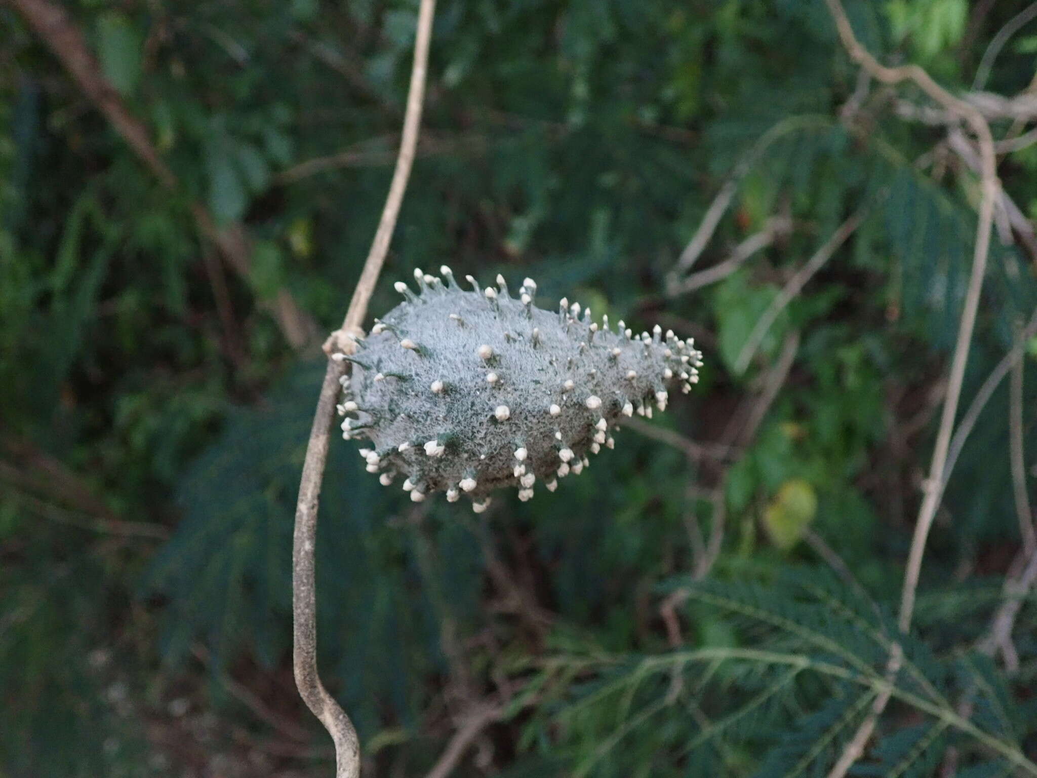 Ibatia maritima (Jacq.) Decne.的圖片