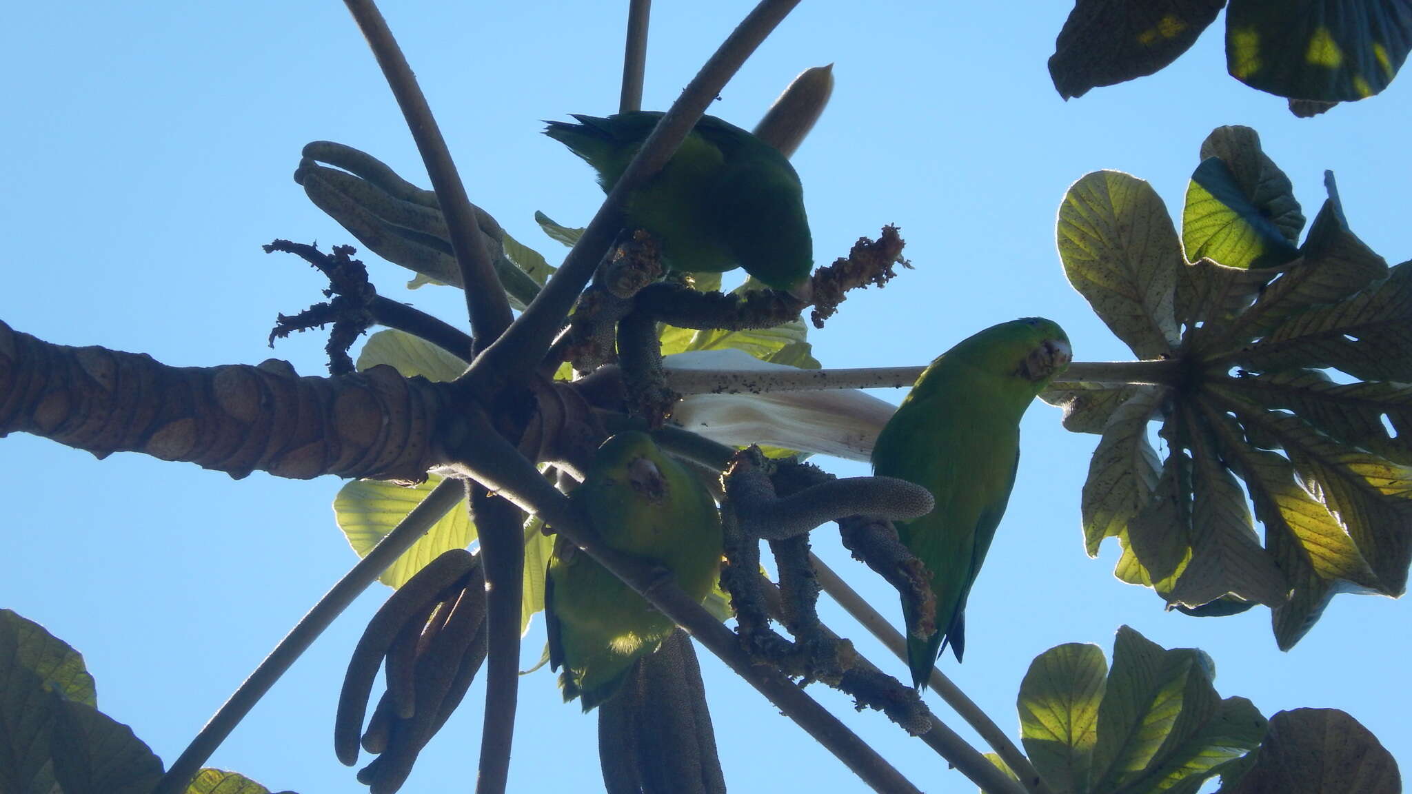 Image of Blue-winged Parrotlet